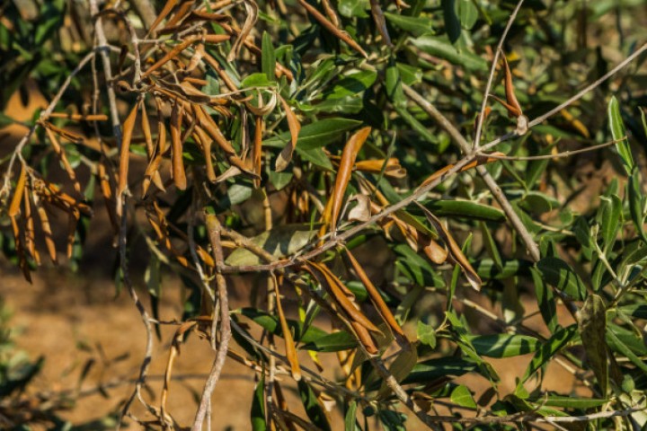 Une bactérie tueuse d’arbres sévit aux Baléares